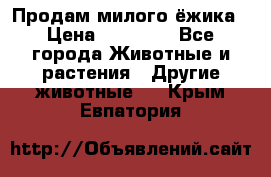 Продам милого ёжика › Цена ­ 10 000 - Все города Животные и растения » Другие животные   . Крым,Евпатория